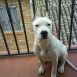 mi perro byron